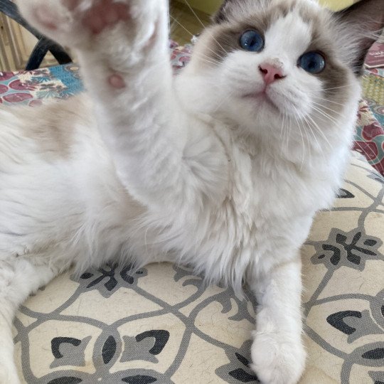 chat Ragdoll black bicolor Ti'ponch Chatterie du Bois de Larry