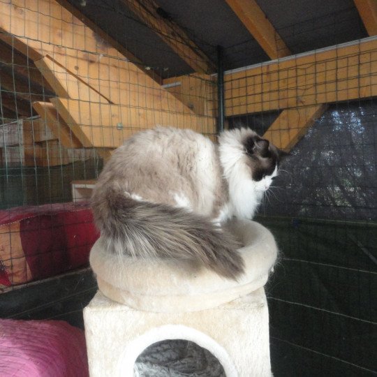 chat Ragdoll cream bicolor Ti'ponch Chatterie du Bois de Larry