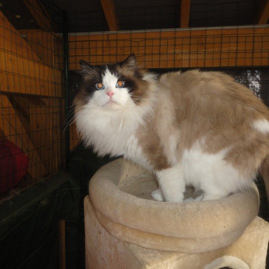 Ti'ponch Mâle Ragdoll