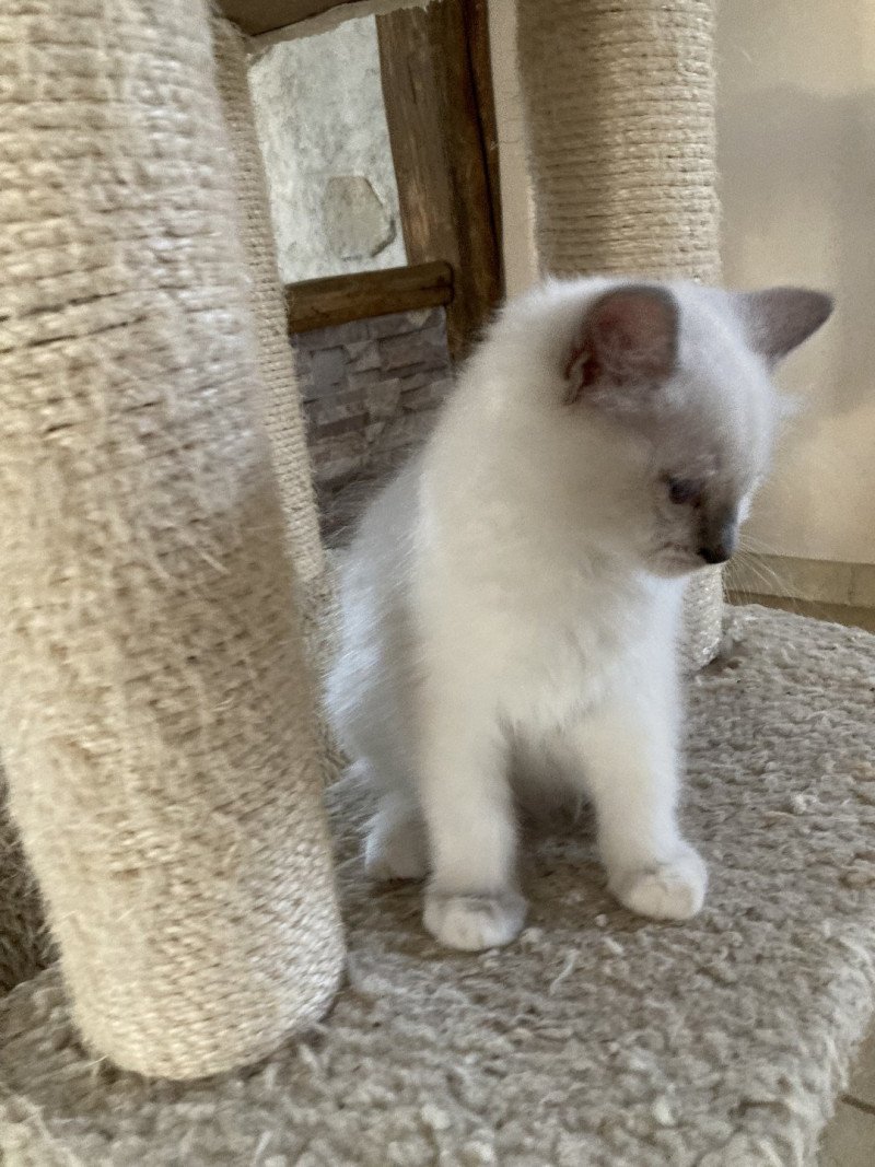 Topaze du bois de larry Femelle Ragdoll