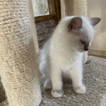 chaton Ragdoll blue mitted Topaze Chatterie du Bois de Larry