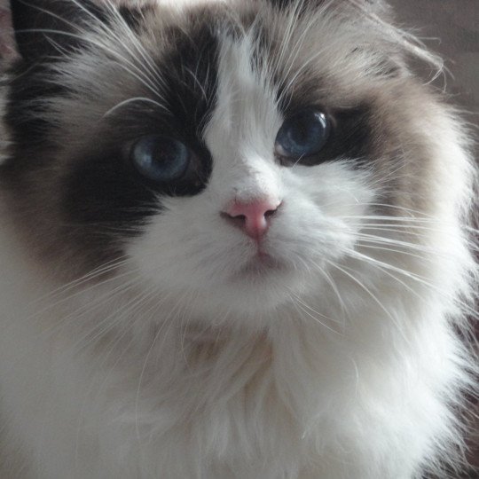 chat Ragdoll seal point bicolor Tornade Chatterie du Bois de Larry