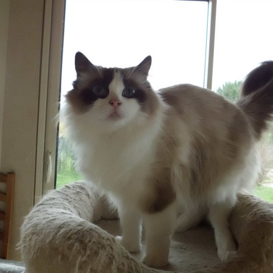 Tornade Femelle Ragdoll