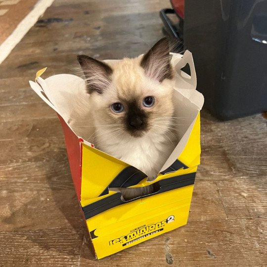 chat Ragdoll mitted Toupy chatterie du bois de larry