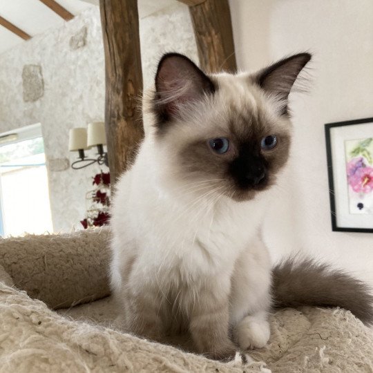 chat Ragdoll cream seal point mitted Toupy Chatterie du Bois de Larry