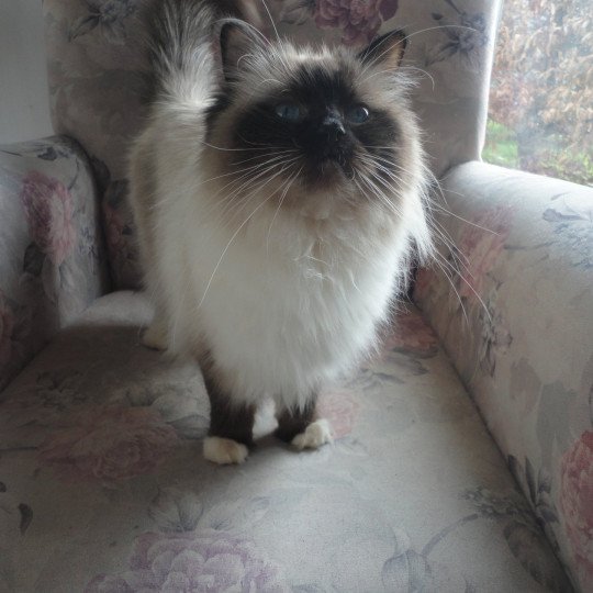 chat Ragdoll cream seal point mitted Toupy Chatterie du Bois de Larry