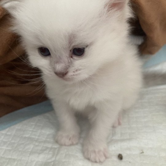 chaton Ragdoll cream bicolor Uchkka Chatterie du Bois de Larry