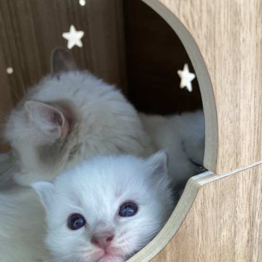 chaton Ragdoll cream bicolor Uchkka Chatterie du Bois de Larry