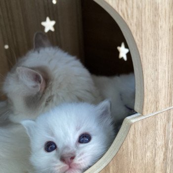 chaton Ragdoll cream bicolor Uchkka Chatterie du Bois de Larry chaton Ragdoll cream bicolor Uchkka Chatterie du Bois de Larry