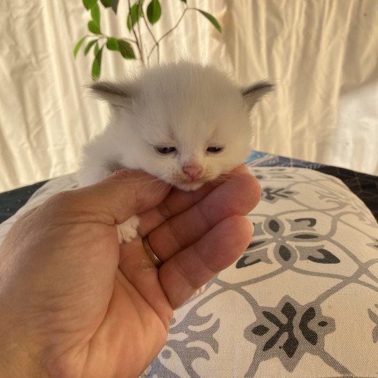 chaton Ragdoll Ulisse Chatterie du Bois de Larry