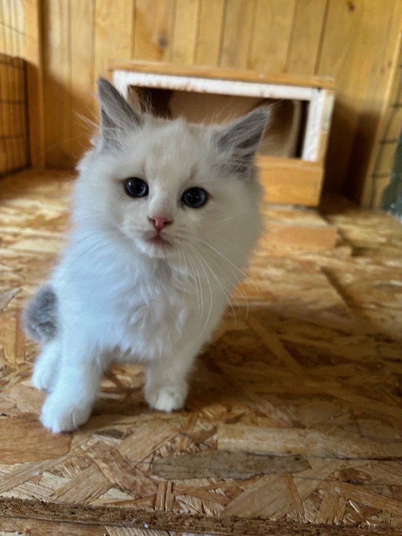 Ulisse du Bois de Larry Mâle Ragdoll