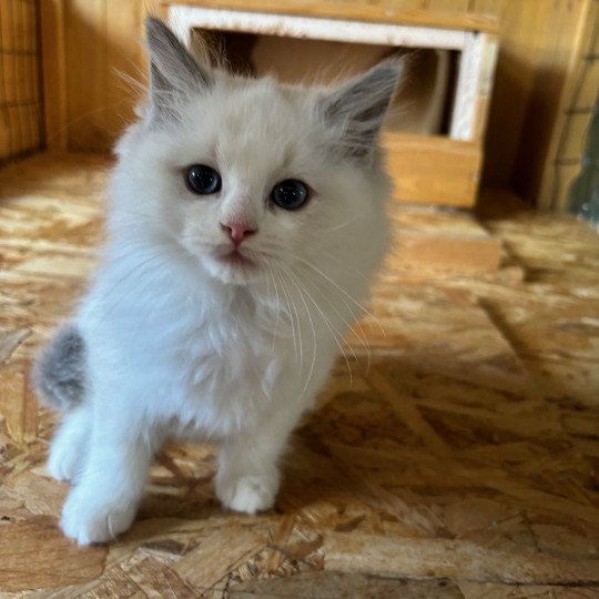 chaton Ragdoll white bicolor Ulisse Chatterie du Bois de Larry