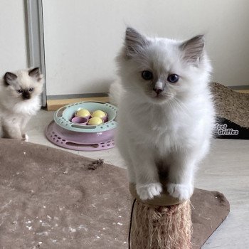chaton Ragdoll blue mitted Ulku Chatterie du Bois de Larry chaton Ragdoll blue mitted Ulku Chatterie du Bois de Larry