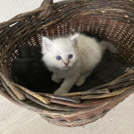 chaton Ragdoll lilac mitted Ultimus Chatterie du Bois de Larry