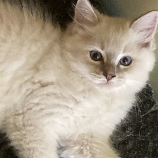 chaton Ragdoll lilac mitted Ultimus Chatterie du Bois de Larry