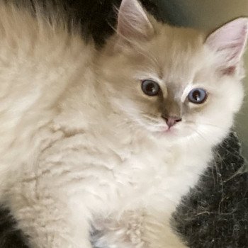 chaton Ragdoll lilac mitted Ultimus Chatterie du Bois de Larry chaton Ragdoll lilac mitted Ultimus Chatterie du Bois de Larry