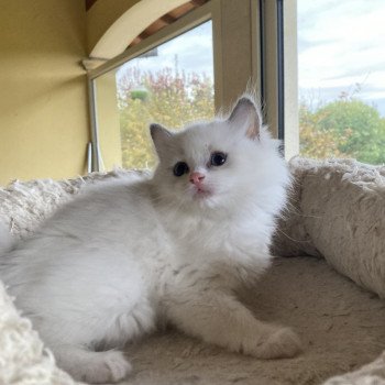 chaton Ragdoll white point mitted UMBERTA Chatterie du Bois de Larry