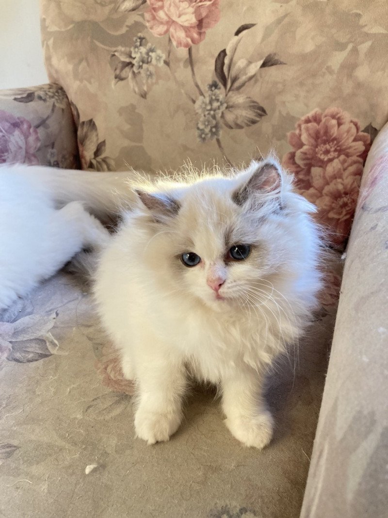 UMBERTA du Bois de Larry Femelle Ragdoll