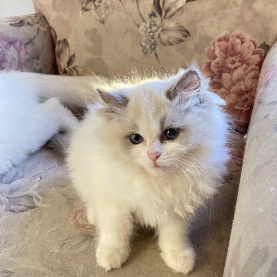 UMBERTA du Bois de Larry Femelle Ragdoll