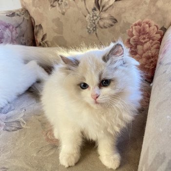 chaton Ragdoll seal point bicolor mitted UMBERTA Chatterie du Bois de Larry