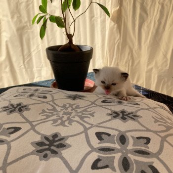 chaton Ragdoll Umberto Chatterie du Bois de Larry