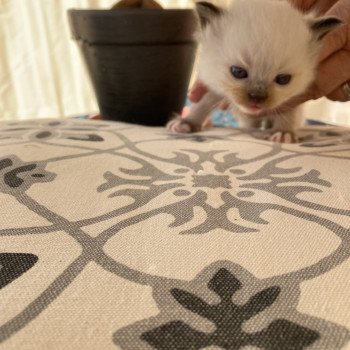chaton Ragdoll Umberto Chatterie du Bois de Larry chaton Ragdoll Umberto Chatterie du Bois de Larry