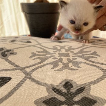 chaton Ragdoll Umberto Chatterie du Bois de Larry