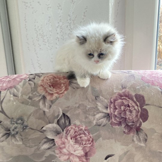 chaton Ragdoll seal point bicolor UMBRUN Chatterie du Bois de Larry