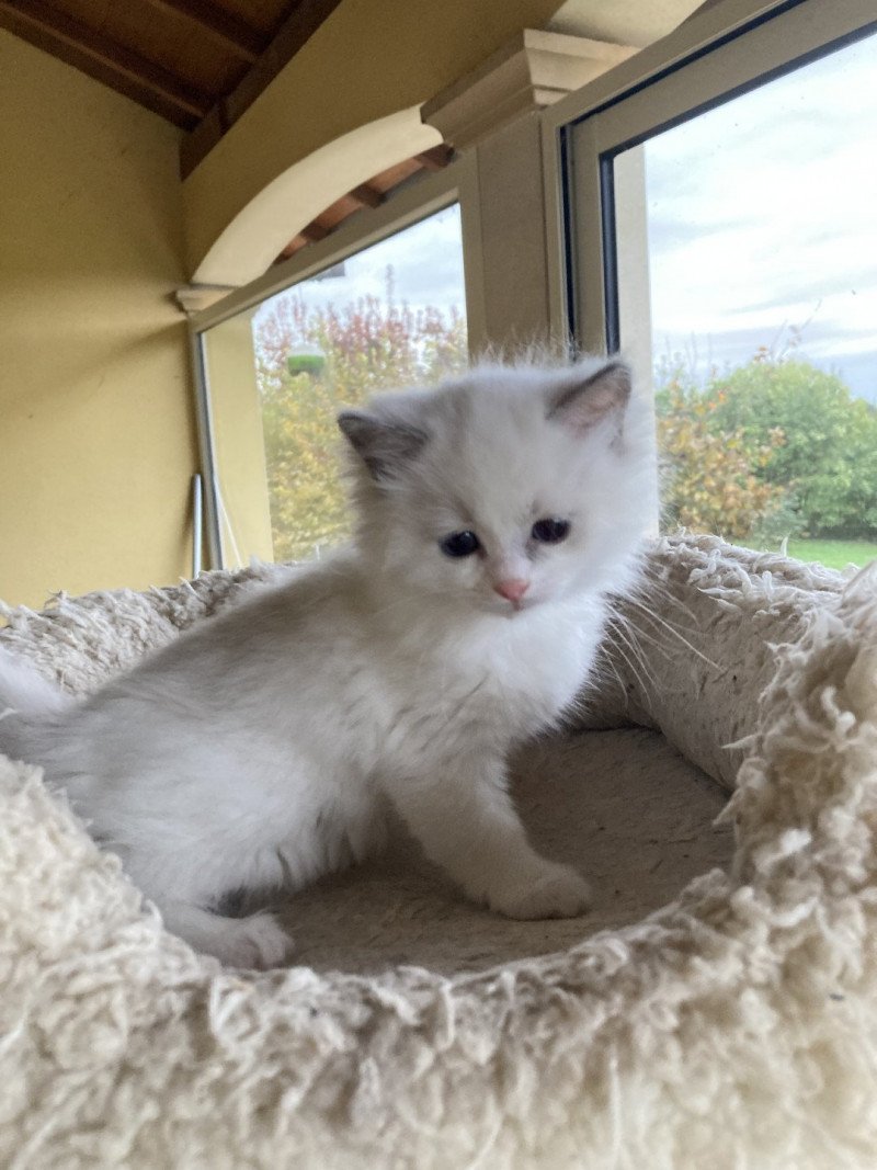 Uranya du Bois de Larry Femelle Ragdoll