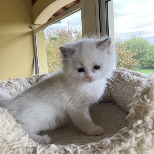 chaton Ragdoll white bicolor Uranya Chatterie du Bois de Larry