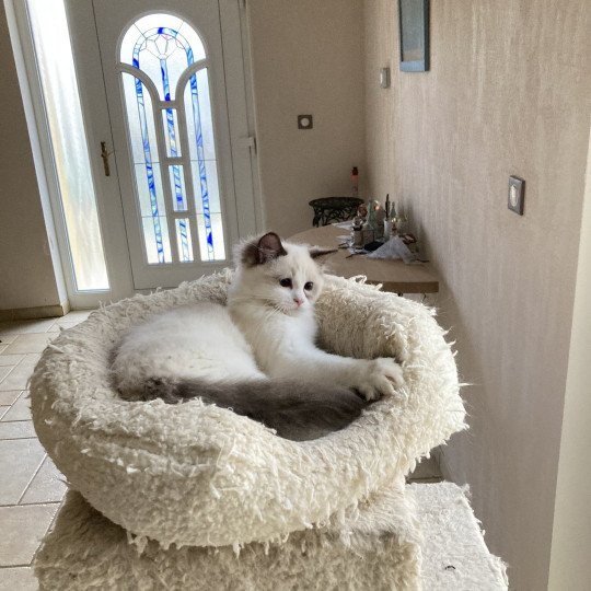 chaton Ragdoll seal white point mitted UMBERTOO Chatterie du Bois de Larry