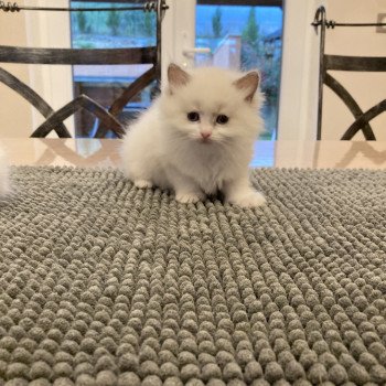 chaton Ragdoll white point URICANA Chatterie du Bois de Larry