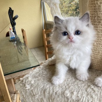 chaton Ragdoll white point URICANA Chatterie du Bois de Larry