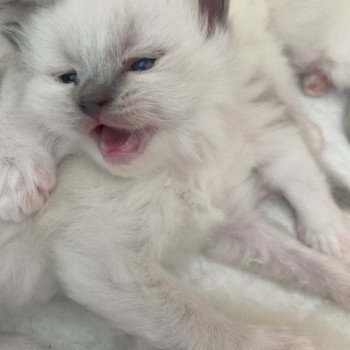 chaton Ragdoll blue cream mitted Ursula Chatterie du Bois de Larry