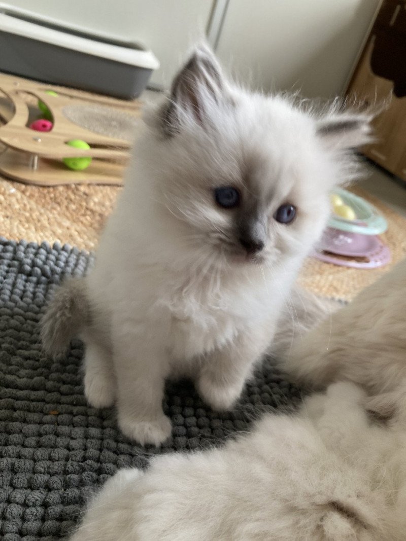 Ursula du Bois de Larry Femelle Ragdoll