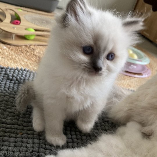 chaton Ragdoll blue cream mitted Ursula Chatterie du Bois de Larry