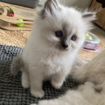 chaton Ragdoll blue cream mitted Ursula Chatterie du Bois de Larry