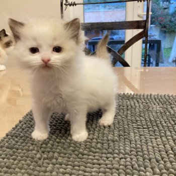 chaton Ragdoll white point mitted UYOYO Chatterie du Bois de Larry