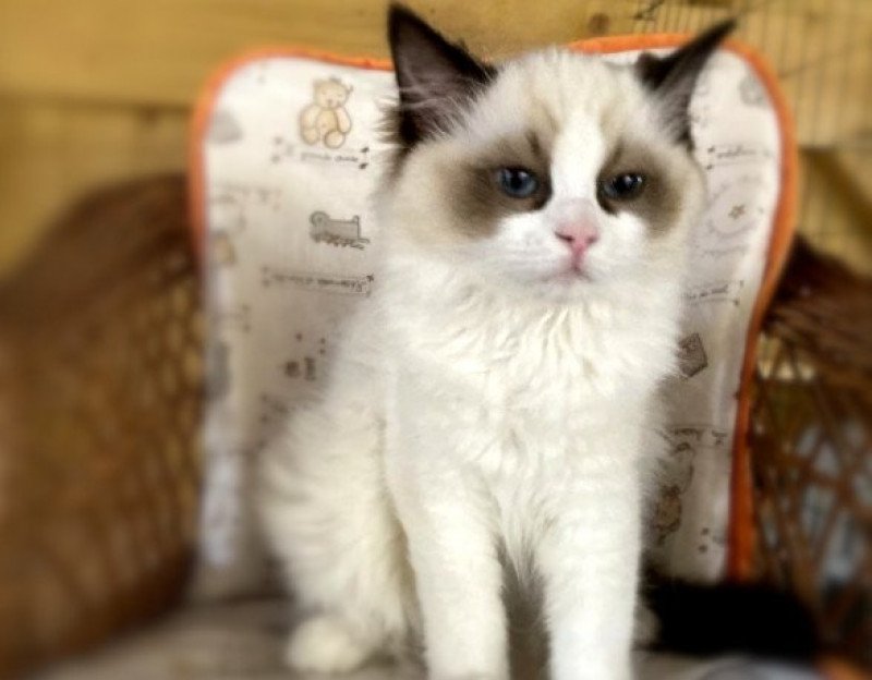 Chat de race Ragdoll