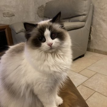 Chaton Ragdoll Tornade ❤ Suki 2023 Chatterie du Bois de Larry