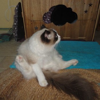 Chaton Ragdoll  Chatterie du Bois de Larry