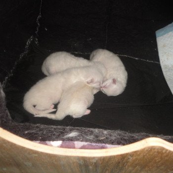 Chaton Ragdoll  Chatterie du Bois de Larry