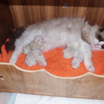 Chaton Ragdoll Chatterie du Bois de Larry Chaton Ragdoll Chatterie du Bois de Larry
