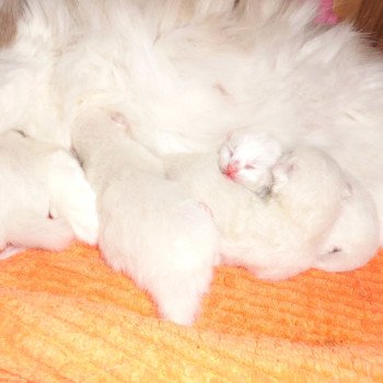 Chaton Ragdoll Chatterie du Bois de Larry Chaton Ragdoll Chatterie du Bois de Larry