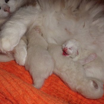 Chaton Ragdoll Chatterie du Bois de Larry Chaton Ragdoll Chatterie du Bois de Larry