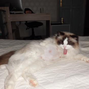 Chaton Ragdoll Tornade ❤ Suki 2026 Chatterie du Bois de Larry