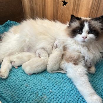 Portée Tornade ❤ Suki 2026